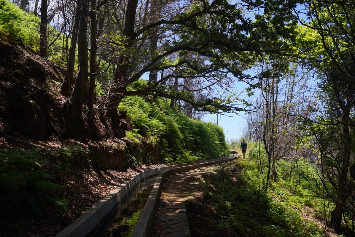 levada nova da calheta - drzewa